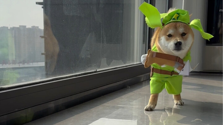 Các chú bác cô dì ơi, đại tá giống sakura cứng đầu, con chó ngốc đã đến rồi #chóshiba #kếhoạchrađờic