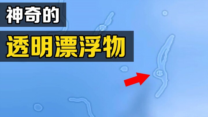 Những "con bọ trong suốt" mà bạn thấy khi mơ mộng là gì? Tại sao bụng chúng đôi khi lại phát sáng?