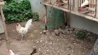 Feeding Time... Backyard Life