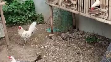Feeding Time... Backyard Life