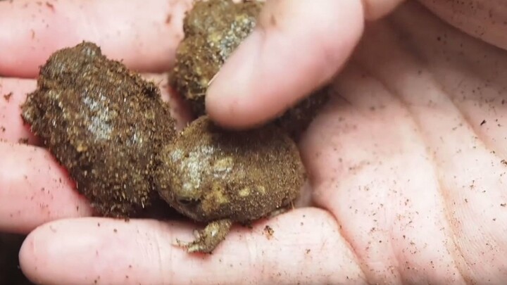 [Động vật] Đào khoai tây lại bắt được mấy em ếch tròn vo như bánh bao