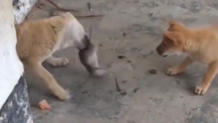 This is even tougher than a cat