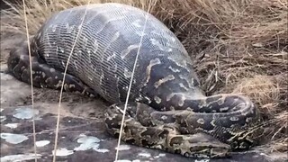 The World`s　Biggest Snakes 　ANACONDA