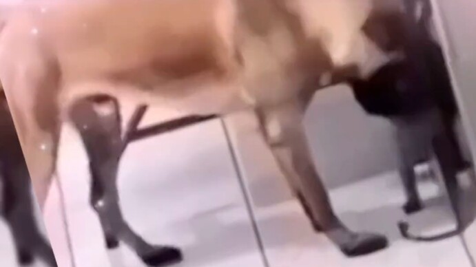 Dog: There are always times when I’m not home, right?