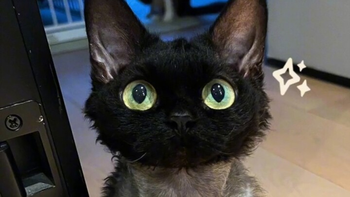 #Kucing Curl Berambut Pendek #Devin Jangan Sekali-kali Pelihara Devin #Kucing