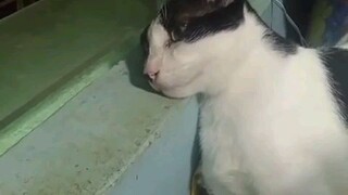 Very cute Sad Cat