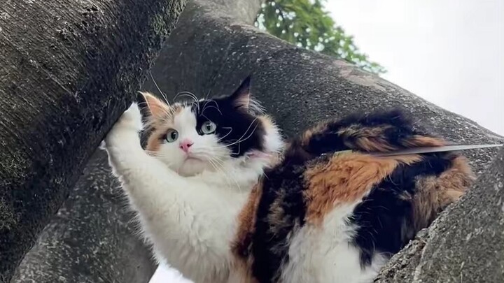 Kucing tiga warna: Hei, selera estetikmu agak jelek!!!