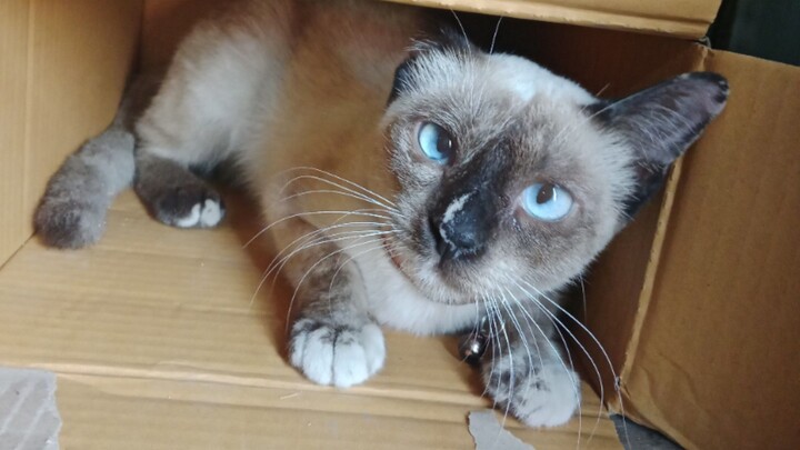 แมวน้อย