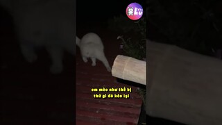 Hoang mang với hiện tượng lạ 😳 #Shorts #Yeulu #Yeuluofficial