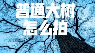 [Photography Tutorial] How to take better photos of ordinary trees