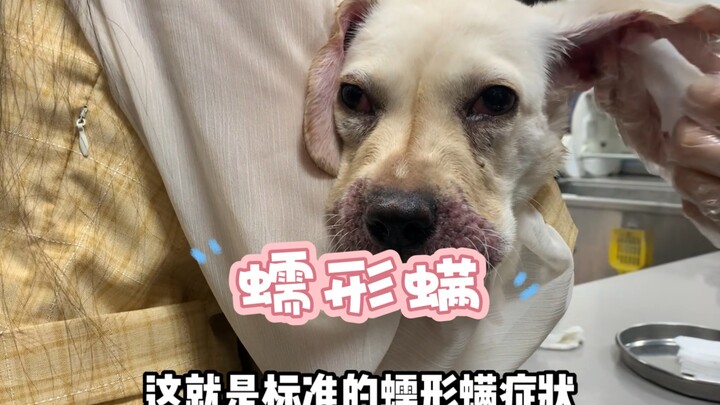 Its puffy, bun-like face is super cute, but the itch is unbearable—can’t wait to see it transform!