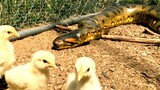 Anaconda Enters Chicken Coup To Feed, Catches 2 Birds At Same Minutes.