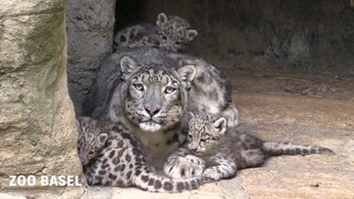 [Snow Leopard][Reposted] Mom Leopard Takes Her Cubs Out—Feeling Completely Hopeless.avi