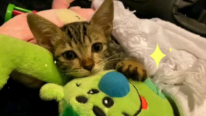 my cat hug teddy bear