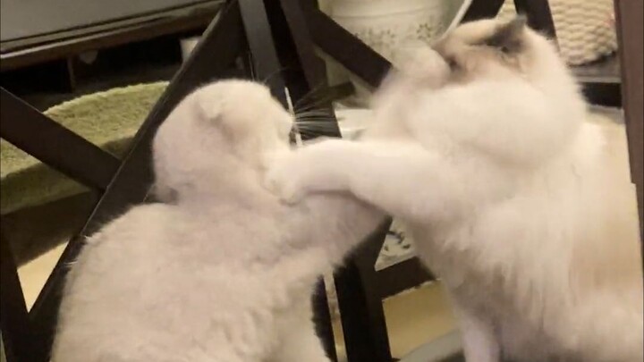 Hari ini, hanya satu yang bisa bertahan hidup!