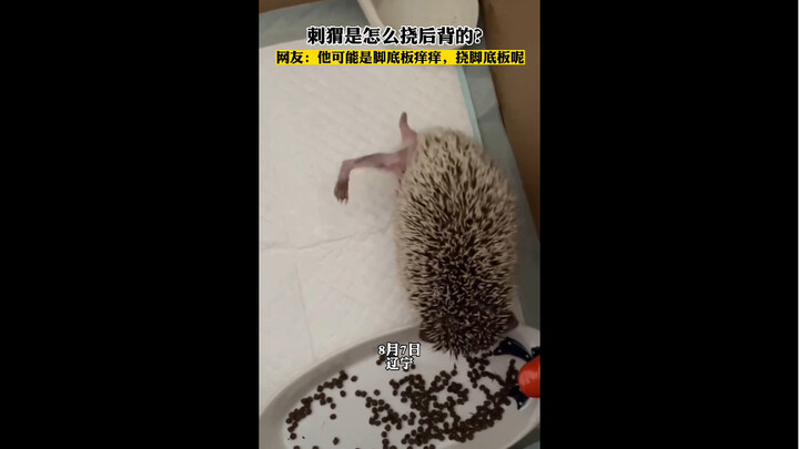 เม่นจะเกาหลังตัวเองได้อย่างไร? วันนี้จะเปิดหูเปิดตาทุกคนเลย!