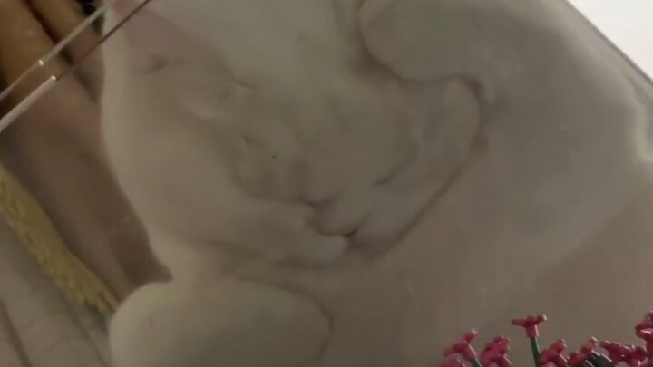 小猫咪这样睡一定有她的道理！