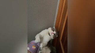 Bỏ chiếc dép zơ bẩn tránh xa mặt t za cat catlover catsoftiktok PhimHayMoiNgay