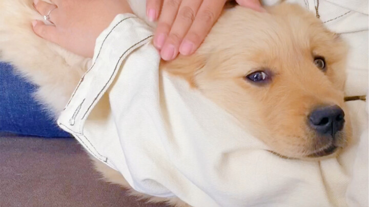 หลังจากที่หมาของฉันกัดแฟนหนุ่ม...