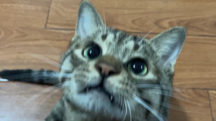Immersive Bread-Feeding for Kittens
