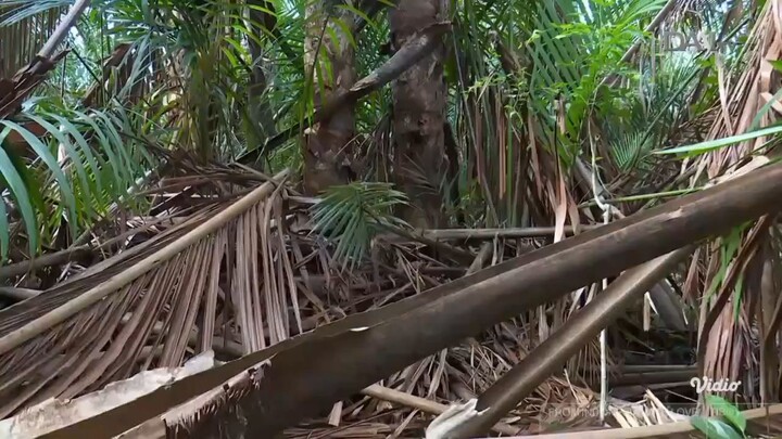 DAAI TV: From Indonesia with Love "Batam & Riau" (English Subtitle)