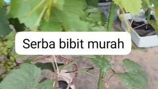 anggur berbuah dalam pot