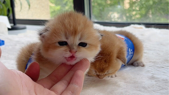 Sambil berteriak, tiba-tiba sudah dewasa