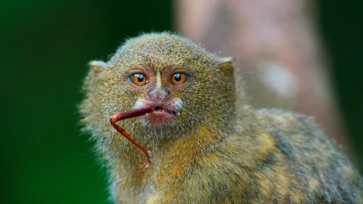 "Pygmy Marmoset: South America on the Tip of the Tongue"