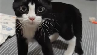 Anda tidak pernah tahu apa yang akan dilakukan kucing selanjutnya.