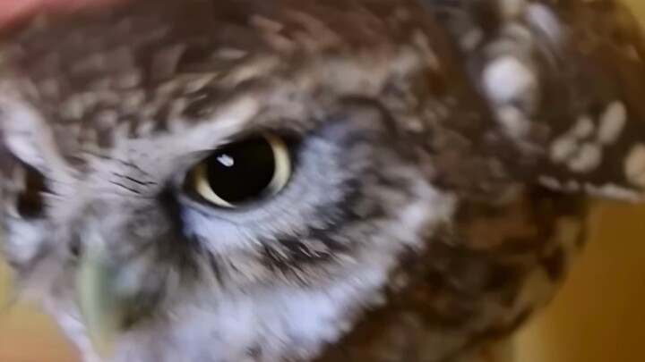 Burung hantu punya seekor kucing, jadi itu setengah kucing, kan? Tidak berbulu, ya?