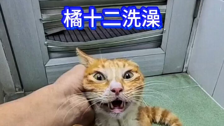 #CatsBeingWeird #OrangeCat #Well-BehavedCatDuringBath #CatBathChallenge #CatsForcedToWork #CatLife #