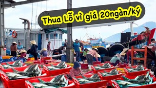 Hàng Loạt Tàu Cá Thua Lỗ Vì Giá Cá Quá Rẻ/1212 ​⁠@bogiadibien