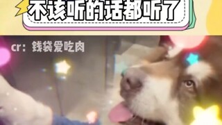 Those two dogs are indeed quite obedient, and so is my aunt.