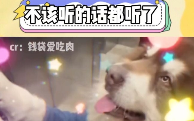 Those two dogs are indeed quite obedient, and so is my aunt.