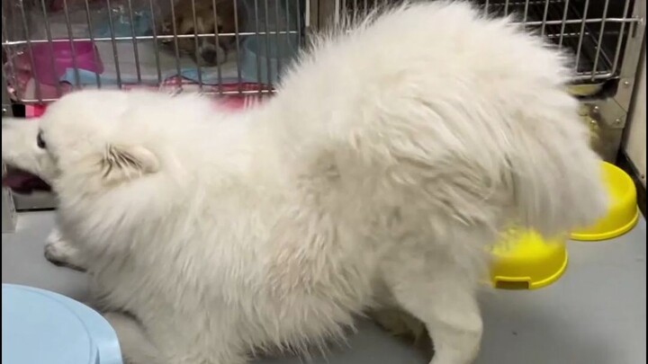 "Aftereffects of the Egg Incident"