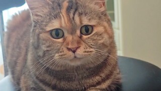 上一次吃饭的时候，我还是只小猫咪