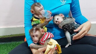 Eat and play are the three monkeys rules