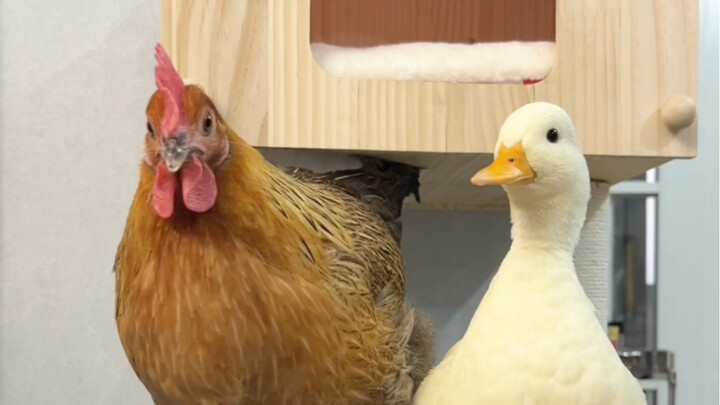 How much sorrow can you have? Just like chopsticks stuck in a duck's head.