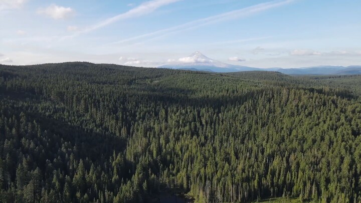Cryptid Conversations: Startling Mount Hood Bigfoot Encounter (Eyewitness interview)