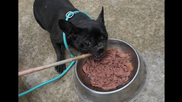 A new hero has just been released—a little French bulldog who’s fiercely protective of its food, tho