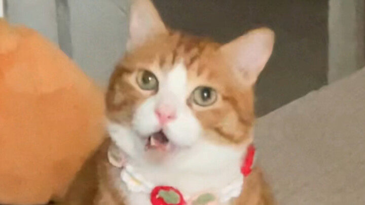 Baiklah, titik kocakku yang menyebalkan ini...