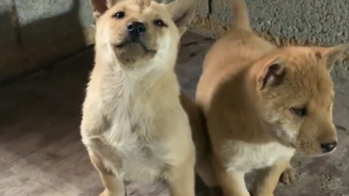 เจอหมาที่เท่สุดๆ แบบนี้เป็นครั้งแรก!