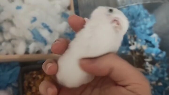 ของเล่นส่งเสียงร้องของหนู บีบทีไรก็ร้องทีนึง😊