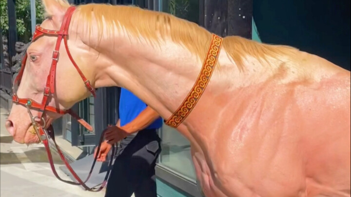Golden Sweat-Horse Taking a Bath