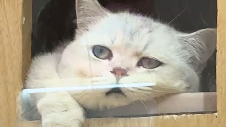 Cat: Hello, it’s a pleasure—though I’m really not happy to be serving you!