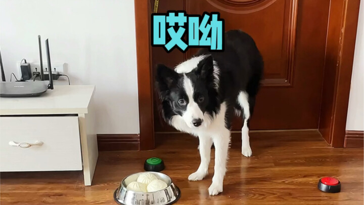 كيف يتحايل الراعي الأسكتلندي ويتغلب على التحديات بذكاء وشجاعة...