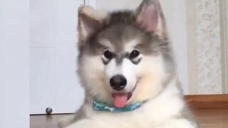 Bisakah anjing benar-benar memahami apa yang Anda katakan? ? Lain kali, jangan menjelek-jelekkan anj