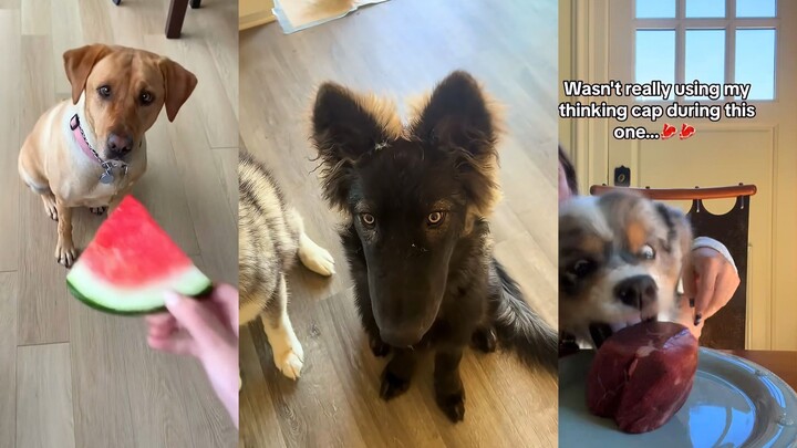 Dog: Damn, it's so delicious I just can't help myself!