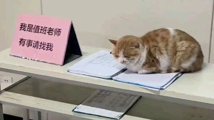 แมว: นักเรียนสมัยนี้ช่างไม่เคารพผู้ใหญ่เสียจริง