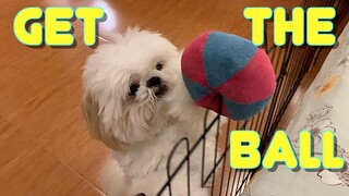 Shih Tzu Tries to Do The Get The Ball Challenge (Cute Dog Video)